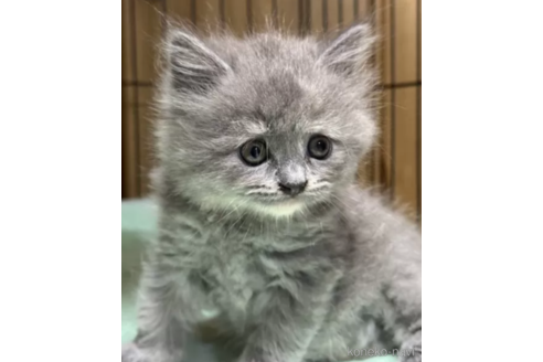 成約済の栃木県のスコティッシュフォールド-96131の2枚目